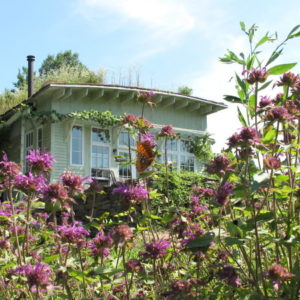 permaculture food forest