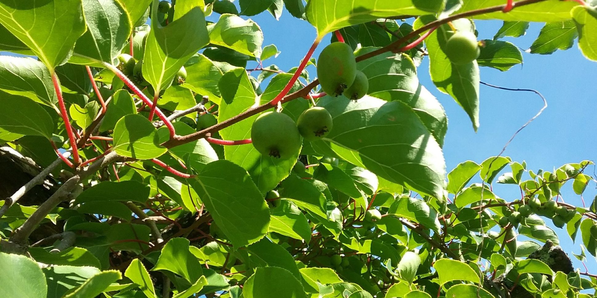 Jono Neiger: Questioning the Invasive Species Paradigm