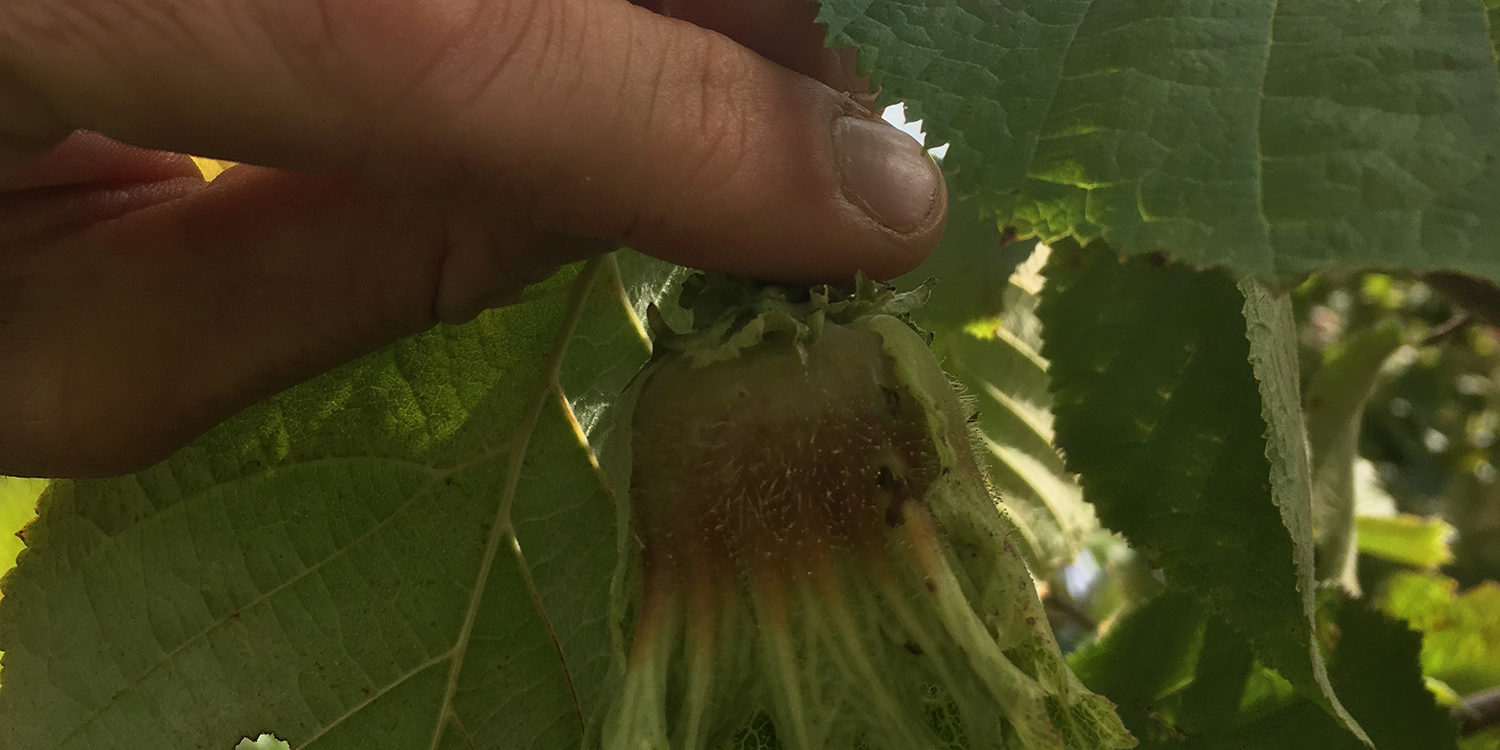 Exploring Agroforestry in Central New York