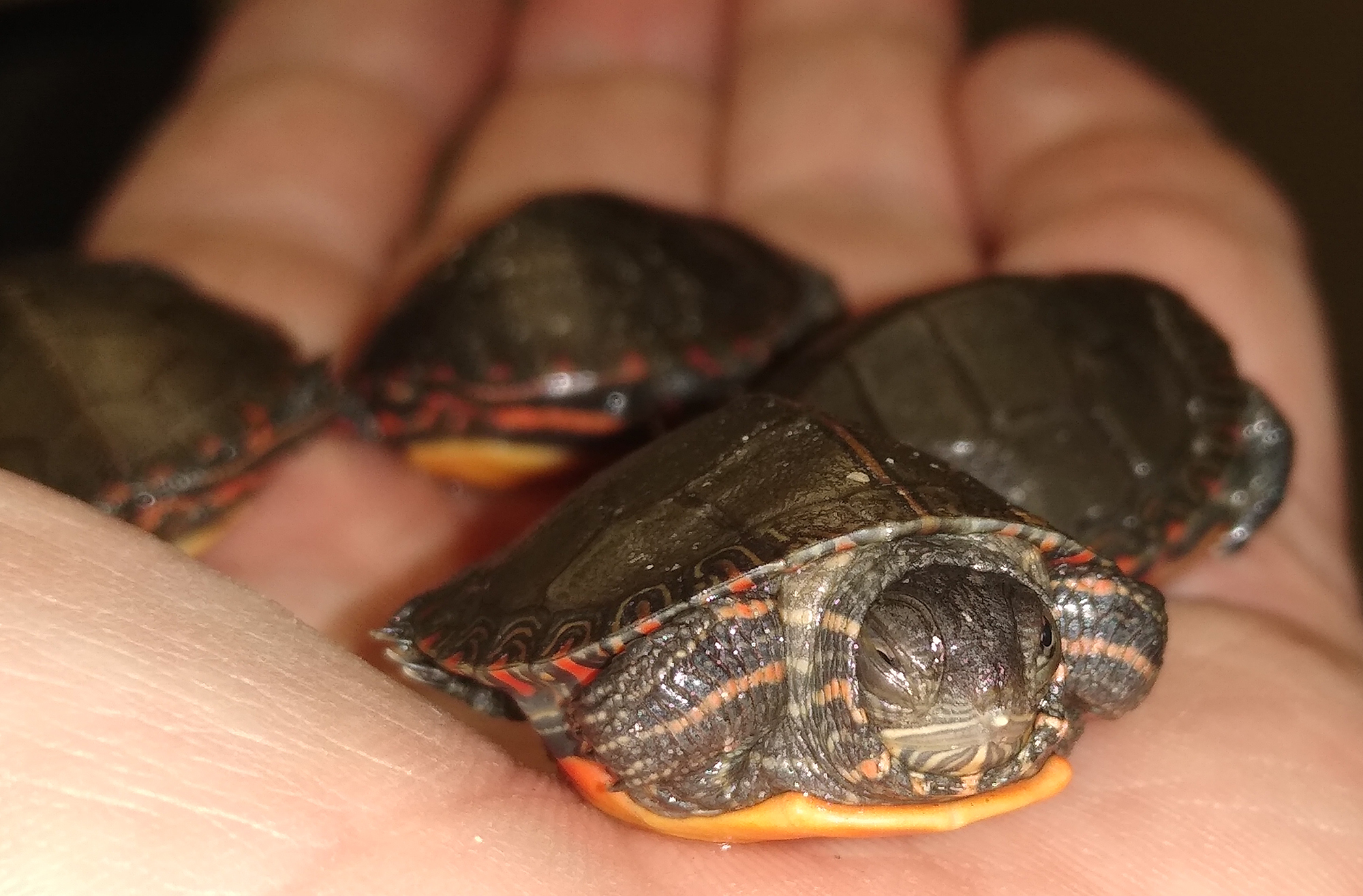 Designing with Wildlife in Mind