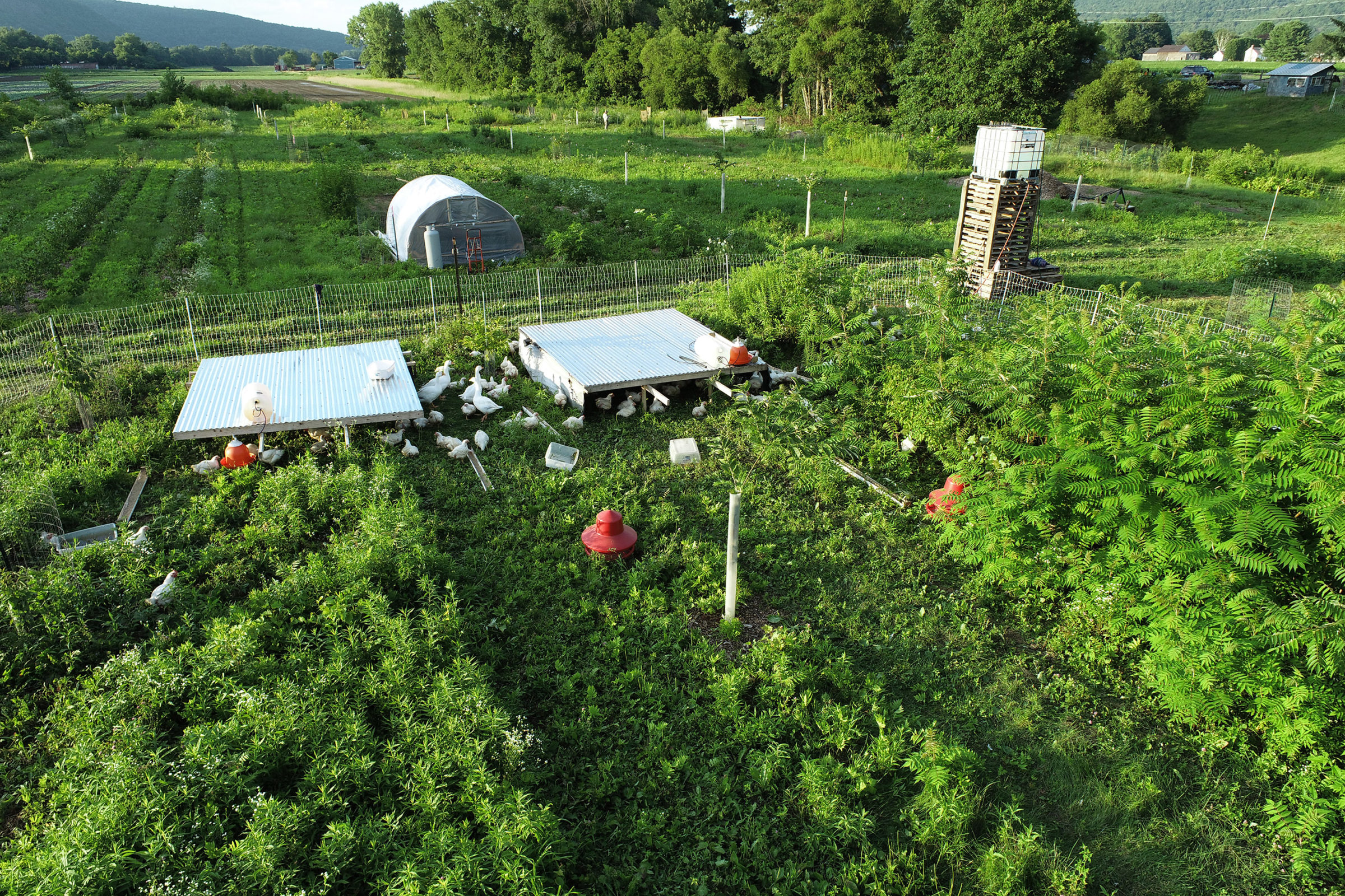 Big River Chestnuts Virtual Field Day