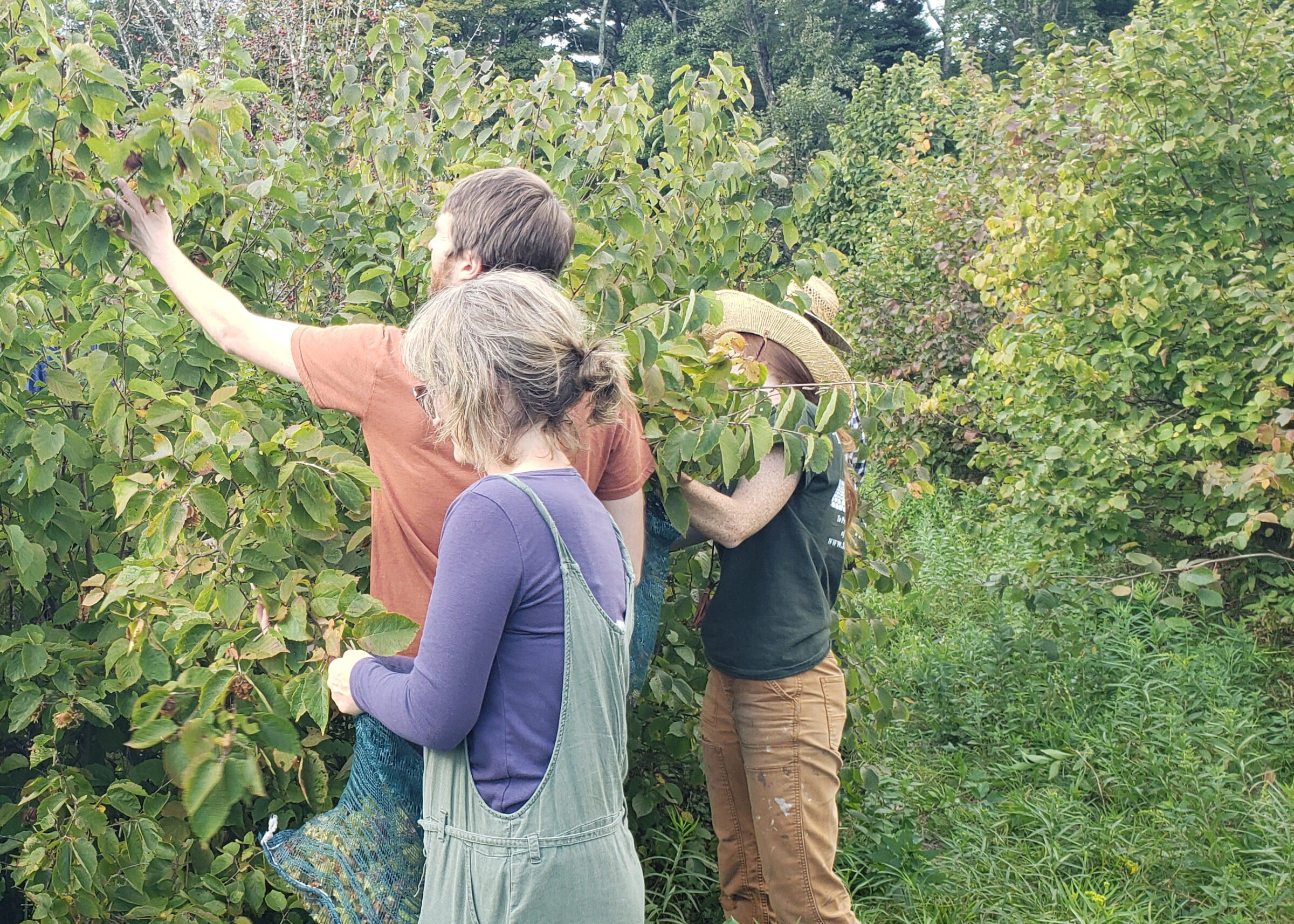 Team RDG immersed in hazelnut trees, sleuthing for ripe hazelnuts