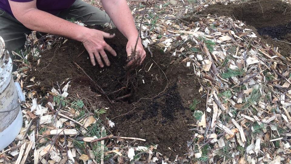 Person planting a bare-root tree in soil surrounded by mulch and wood chips.